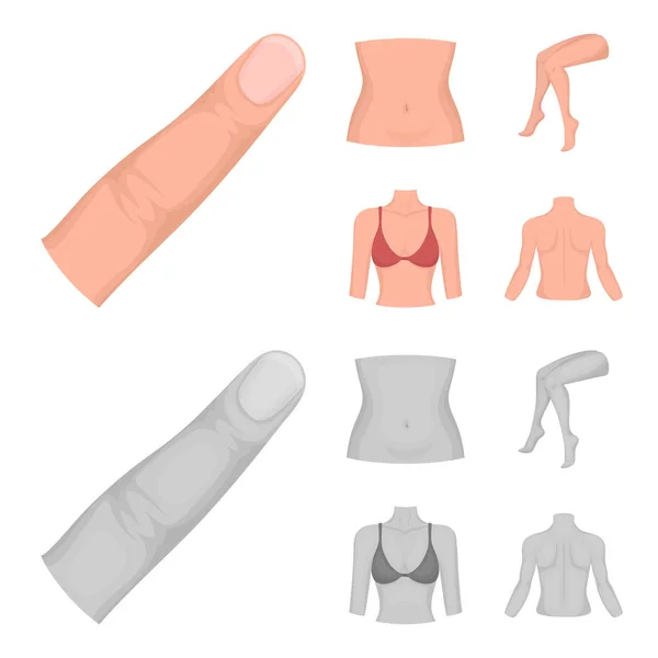 Torso, leg, neck and buttocks. Body parts set collection icons in