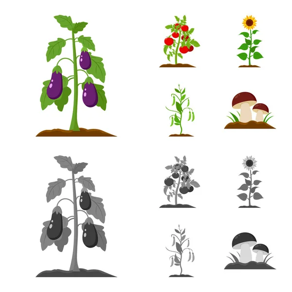 Eggplant, tomato, sunflower and peas.Plant set collection icons in cartoon,monochrome style vector symbol stock illustration web. — Stock Vector