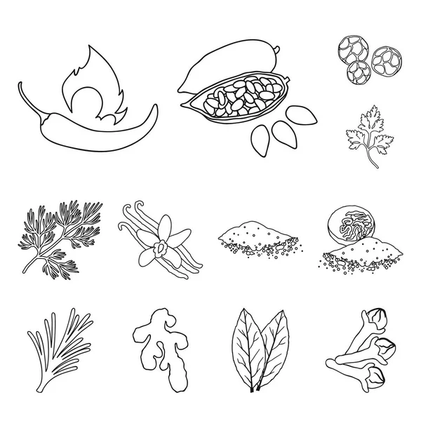 Hierba y especias esbozan iconos en la colección de conjuntos para design.Different tipos de condimentos vector símbolo stock web ilustración . — Vector de stock