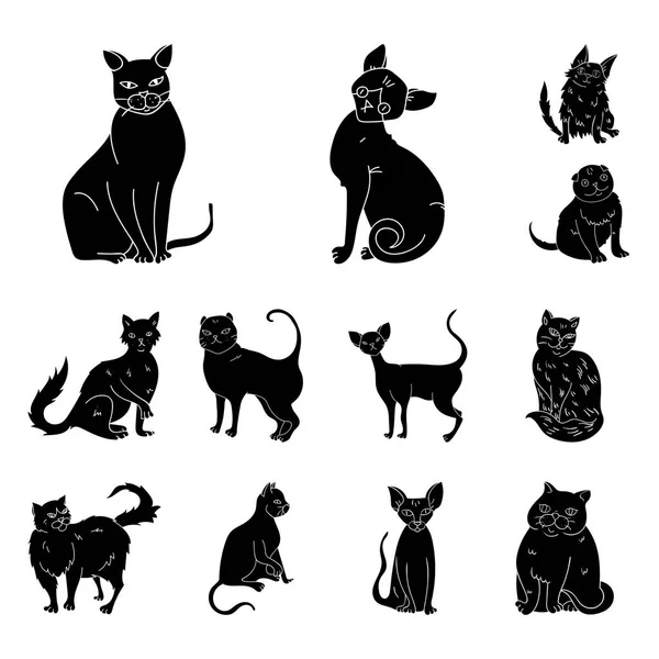 Razas de gatos iconos negros en colección de conjuntos para el diseño. Mascota gato vector símbolo stock web ilustración . — Archivo Imágenes Vectoriales