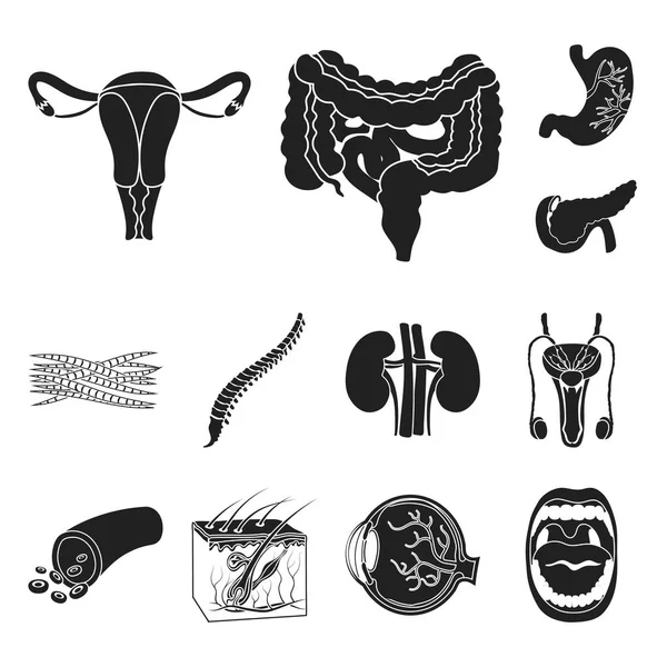 Внутренние органы человека черные иконы в наборе коллекции для дизайна. Анатомия и медицина векторные символы веб-иллюстрации . — стоковый вектор