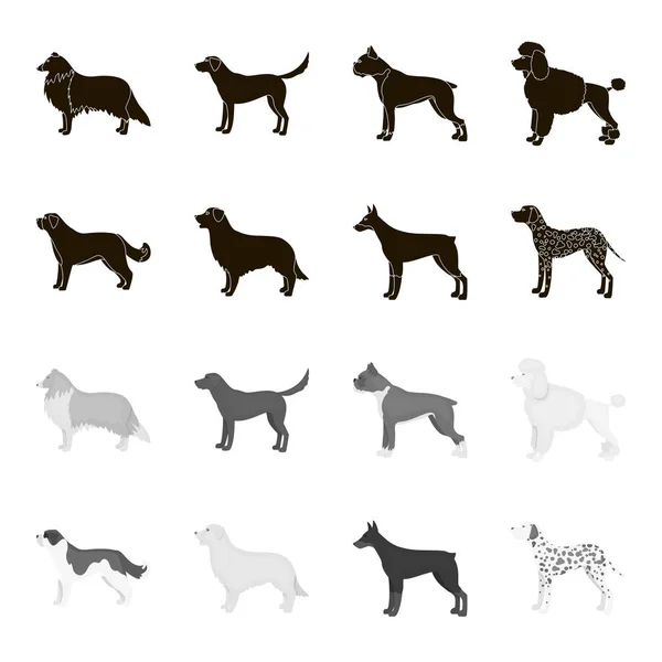 St. Bernard, retriever, doberman, labrador. Raças de cães conjunto ícones de coleção em preto, estilo monocromático símbolo vetorial estoque ilustração web . — Vetor de Stock