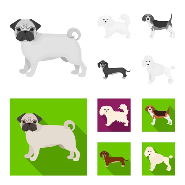 Raças de cães monocromático, ícones planos na coleção de conjuntos para design.Dog animal de estimação símbolo web ilustração . — Vetor de Stock