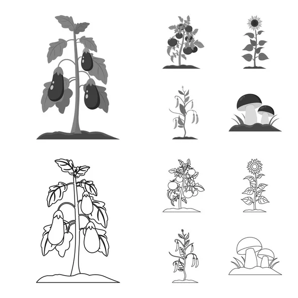 Berenjena, tomate, girasol y peas.Plant conjunto colección iconos en el contorno, el estilo monocromo vector símbolo stock illustration web . — Vector de stock