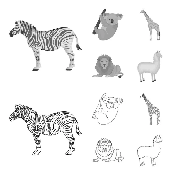 Africké zebry, zvířecí koala, žirafa, divoký dravec, lev. Divoká zvířata sada kolekce ikon v osnově, monochromatické stylu vektor symbol akcií ilustrace web. — Stockový vektor