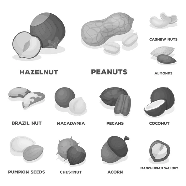 Diferentes tipos de ícones monocromáticos de nozes na coleção de conjuntos para design.Nut Food vector symbol stock web illustration . — Vetor de Stock