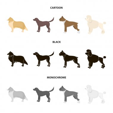 Kömür ocağı, labrador, boxer, fino köpeği. Köpek ırkları toplama simgeler çizgi film, siyah, tek renkli stil vektör simge stok çizim web içinde ayarla..
