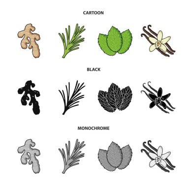 Ginger, biberiye, vanilya, nane. Otlar ve baharatlar toplama simgeler çizgi film, siyah, tek renkli stil vektör simge stok çizim web ayarla.