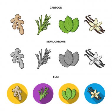 Ginger, biberiye, vanilya, nane. Otlar ve baharatlar küme toplama simgeler karikatür, düz, tek renkli stil vektör simge stok çizim web.