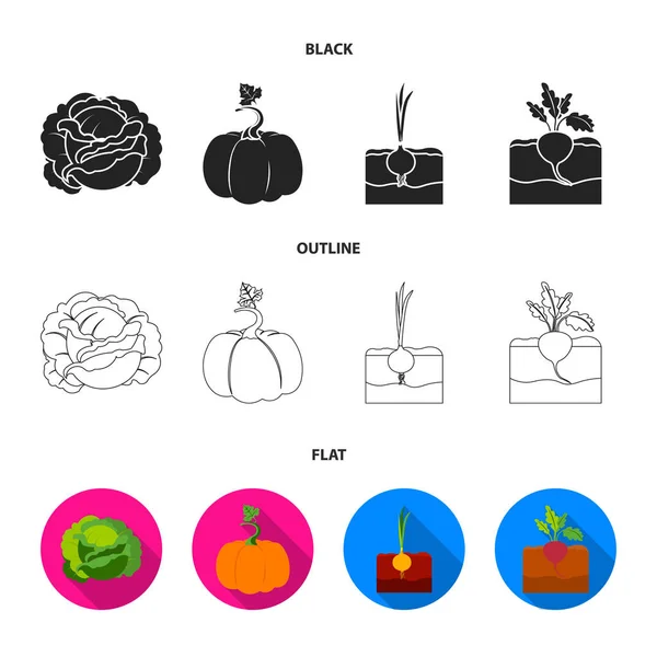 Cavolo, zucca, cipolla, buriak.Plant set raccolta icone in nero, piatto, contorno stile vettore simbolo stock illustrazione web . — Vettoriale Stock