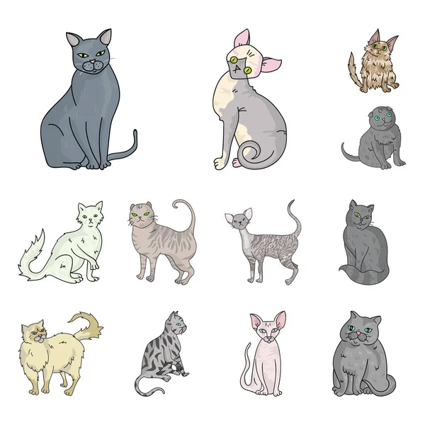 Razas de gatos iconos de dibujos animados en la colección de conjuntos para el diseño. Mascota gato vector símbolo stock web ilustración . — Archivo Imágenes Vectoriales