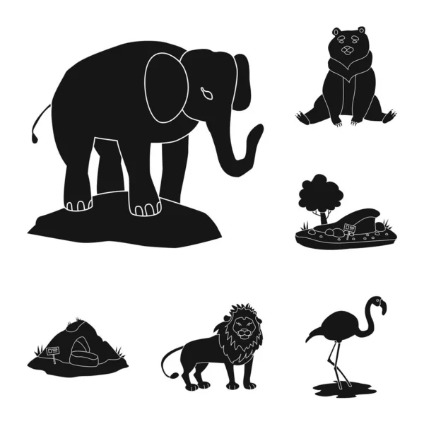 Diseño vectorial de fauna e ícono del entretenimiento. Colección de fauna y parque stock vector ilustración . — Archivo Imágenes Vectoriales