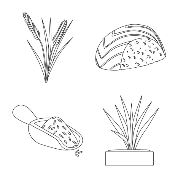 Conception vectorielle de l'alimentation et icône de la cuisine. Collection de l'alimentation et icône vectorielle biologique pour le stock . — Image vectorielle