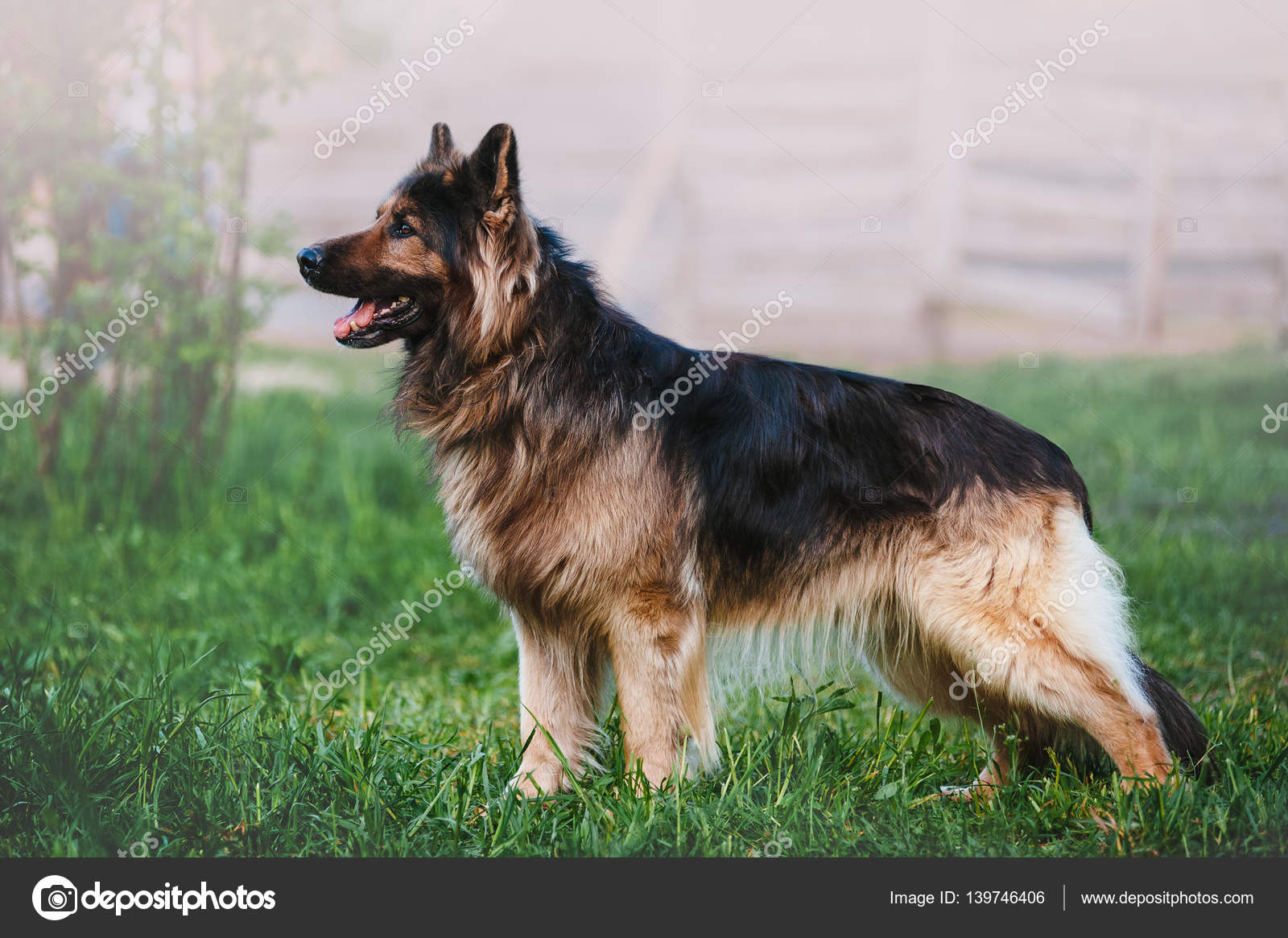 Beautiful german shepherd | Beautiful German Shepherd dog breed with ...