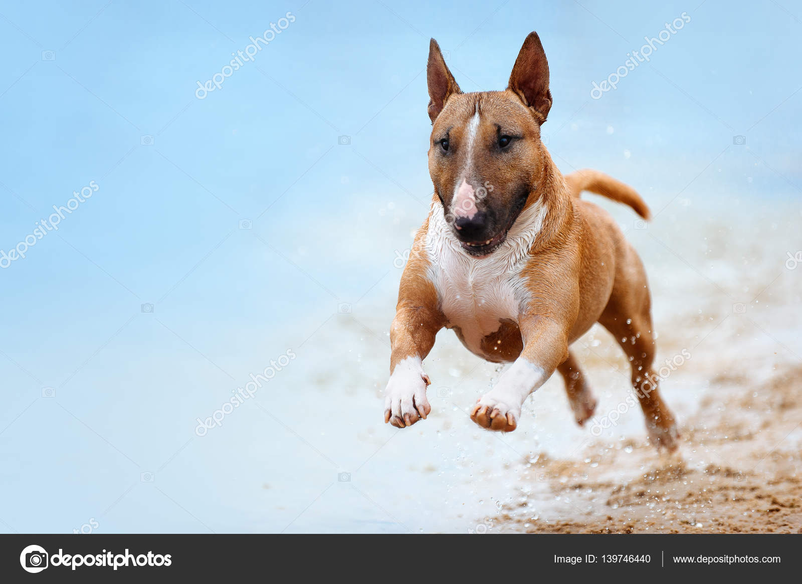 Miniature Bull Working Bull Terrier Breeders Bull Terrier Breeders Top