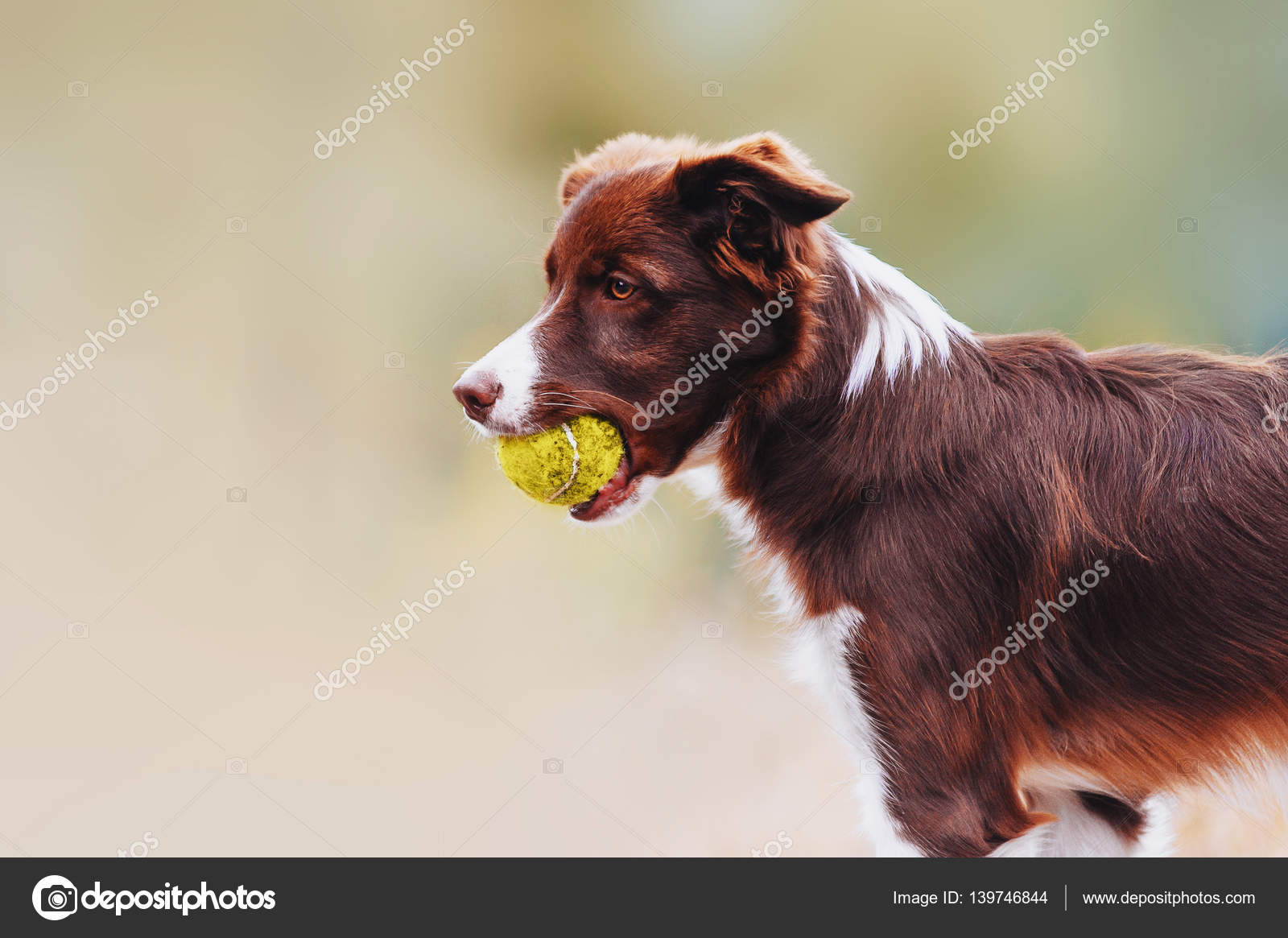 Beautiful chocolate breed border collie dog standing with a toy in his