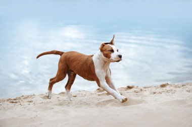 Kum plaj boyunca arka plan mavi su üzerinde çalışan güzel Staffordshire terrier köpek yavrusu