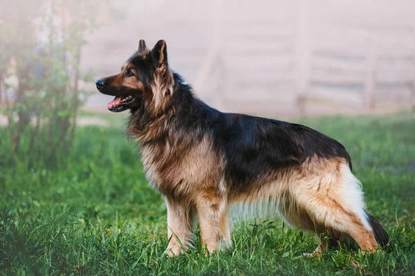 Beautiful German Shepherd dog breed with long hair standing in a rack on blurred background in full growth — Stock Photo, Image