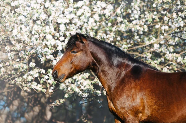 Schönes Porträt eines Lorbeerpferdes vor dem Hintergrund eines blühenden Baumes im Frühling — Stockfoto