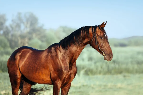 Akhal-teke 種牡馬の美しい肖像画. — ストック写真