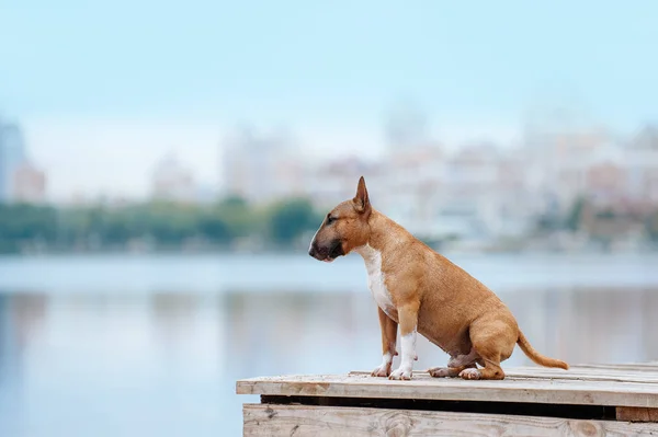 Piękny czerwony i biały pies rasy mini bull terrier siedzi na drewnianym molo nad rzeką i na tle miasta — Zdjęcie stockowe