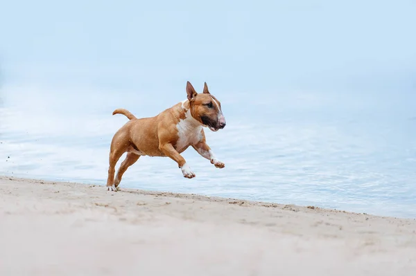 Mooie roodharige met witte Terriër hondenras mini draait galop op het strand van wit zand op een achtergrond van blauw water — Stockfoto