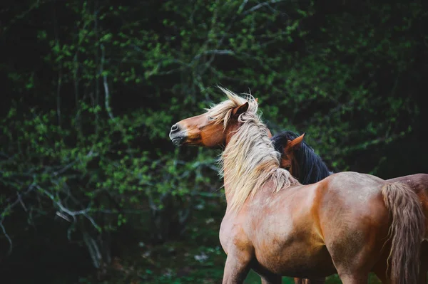 Zwei schöne Pferde mit einer langen Mähne schöne Spiele auf dem Hintergrund des dunkelgrünen Waldes. — Stockfoto