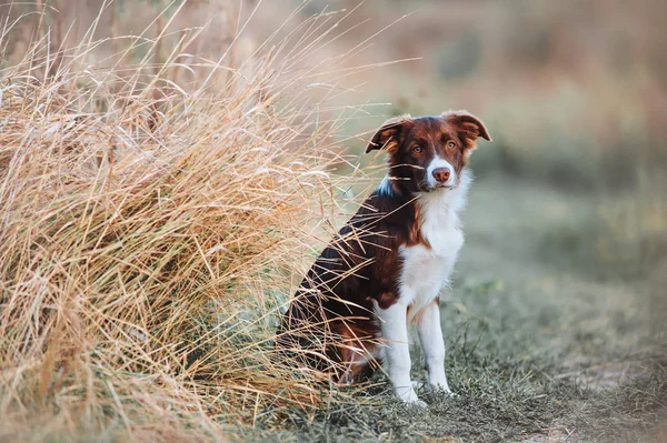 Krásná mladá border kolie štěně sedící v poli na pozadí vysoké trávy. — Stock fotografie