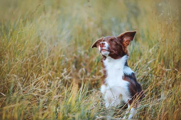 Hermoso chocolate frontera collie cachorro frolics en la hierba alta sobre un fondo de un campo de otoño —  Fotos de Stock