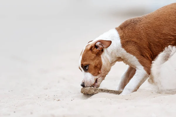 Anjing kecil yang cantik staffordshire terrier bermain di pantai dan menggigit benda kayu — Stok Foto