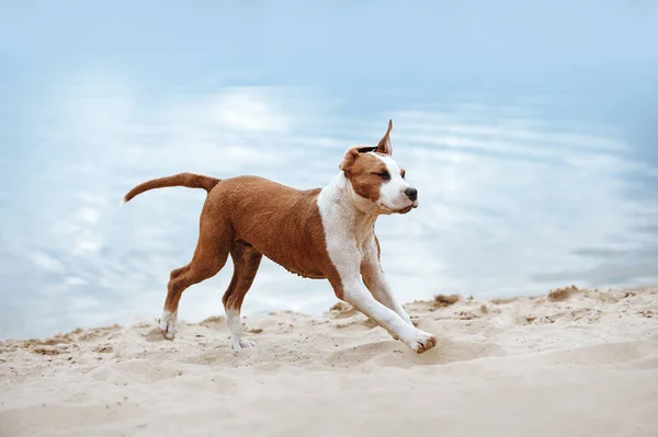 Όμορφη Staffordshire terrier κουτάβι που τρέχει σε όλη την άμμο στην παραλία σε φόντο μπλε του νερού — Φωτογραφία Αρχείου