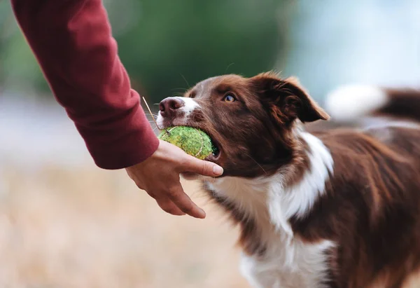 Brązowy rasy border collie przyniósł hostessa piłkę i ustanawia rękę — Zdjęcie stockowe