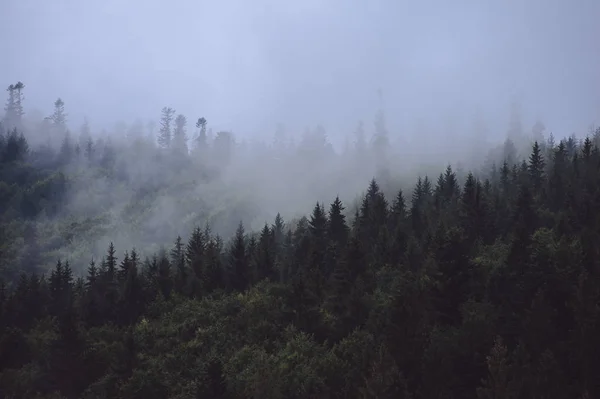 Floresta de pinheiro nos cumes da montanha no nevoeiro. Nuvem cai montanha — Fotografia de Stock