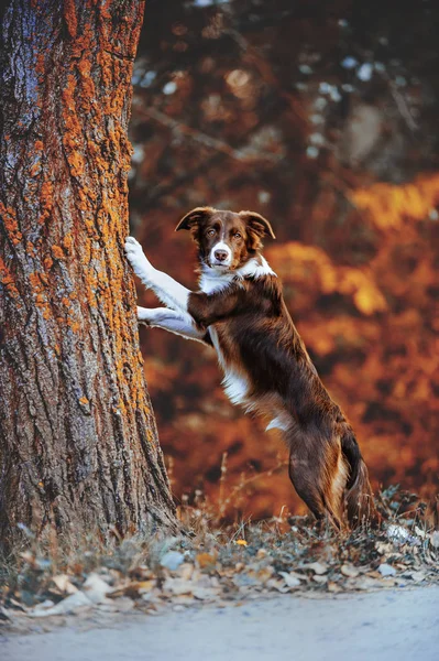 Beautiful chocolate border collie puppy put paws on a tree — Stock Photo, Image