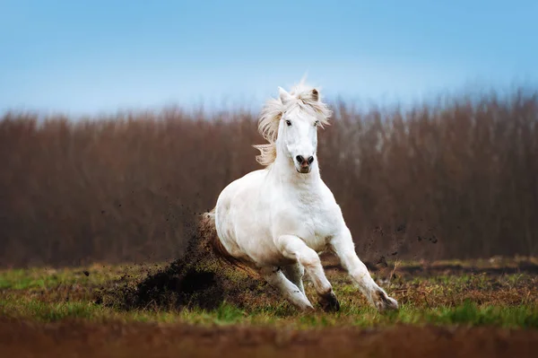 Un beau cheval blanc galopant sur un champ labouré sur fond de ciel bleu — Photo