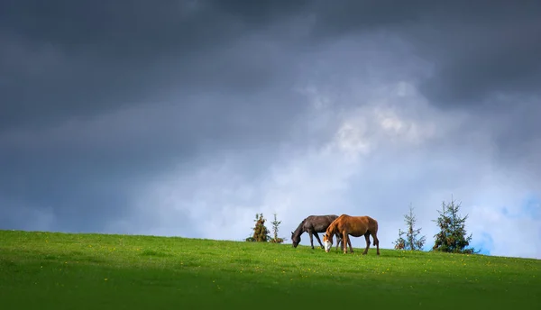 Par hästar som betar i bergen på bakgrunden av stormiga mörk himmel. — Stockfoto