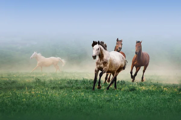 En flock hästar galopperar i dimman på en neutral bakgrund på det gröna gräset — Stockfoto