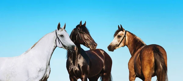 Grupovoy retrato de caballos sobre un fondo de cielo azul —  Fotos de Stock