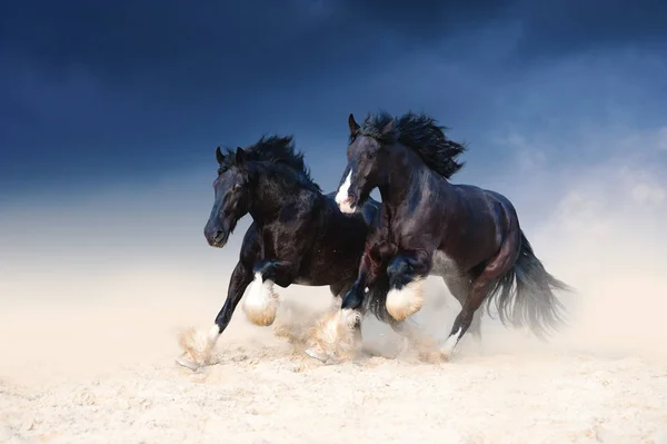 Dos caballos negros de alta resistencia galopando a lo largo de la arena —  Fotos de Stock