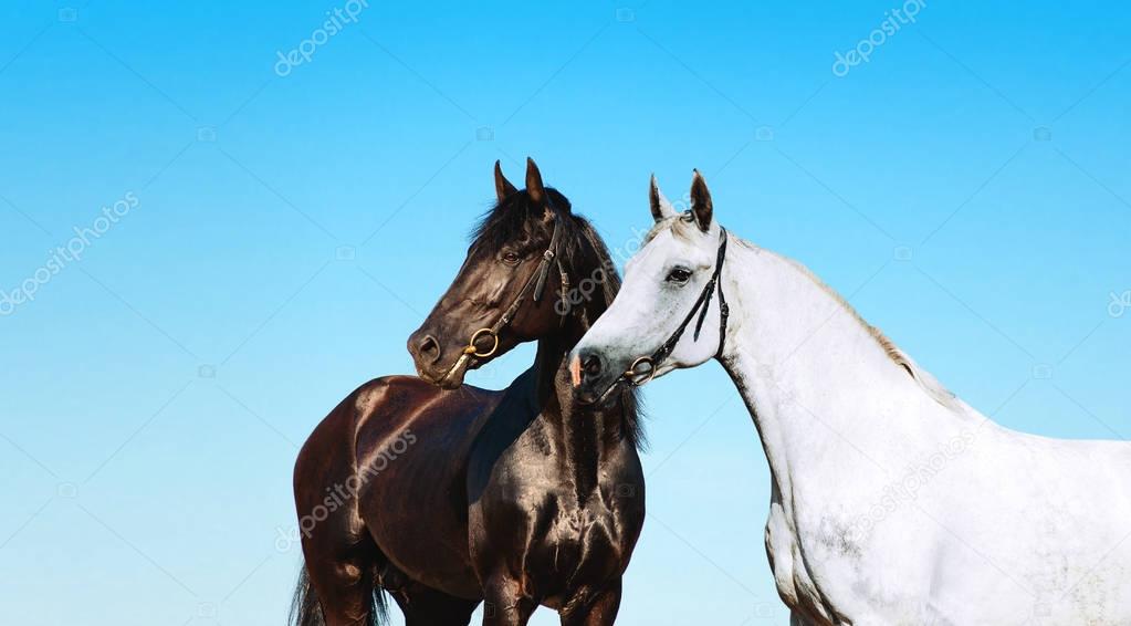 Pair of black and white portrait of a horse on a background of blue sky. 