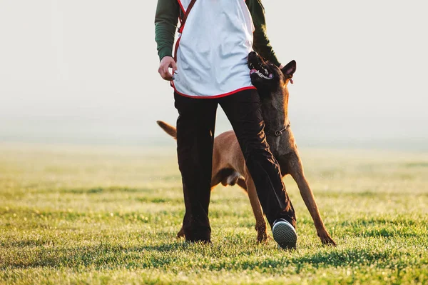 Αγαπημένος σκύλος ράτσα Βέλγικος Ποιμενικός Σκύλος περπατάει δίπλα στον άνθρωπο και φαίνεται στα μάτια — Φωτογραφία Αρχείου