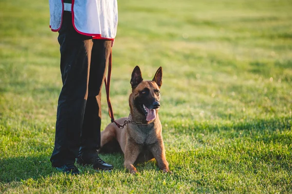 Sevgili köpek doğurmak Belçika çoban köpeği ayaklarına bir adamın yanında yatıyor.