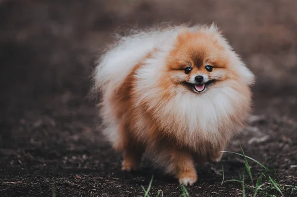 Un hermoso perro esponjoso de Pomeranian spitz — Foto de Stock
