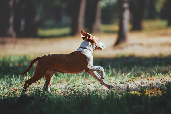 Anjing muda yang tampan berlari melintasi lapangan dengan latar belakang hutan. . — Stok Foto