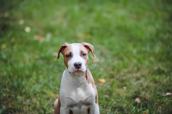 Portret szczeniak American Staffordshire Terrier. — Zdjęcie stockowe