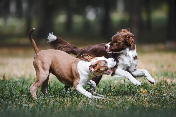 İki güzel köpek yavrusu doğa parkta oynarken. 