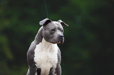 Beautiful portrait of the breed American Staffordshire terrier.