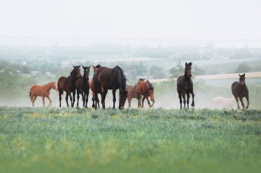 The herd of horses graze in the field against the background of the landscape and the morning haze.  clipart