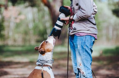 A dog breed American Staffordshire Terrier communicates with a photographer and sniffs the camera lens clipart