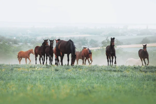 La manada de caballos pastan en el campo sobre el fondo del paisaje y la neblina de la mañana . — Foto de Stock